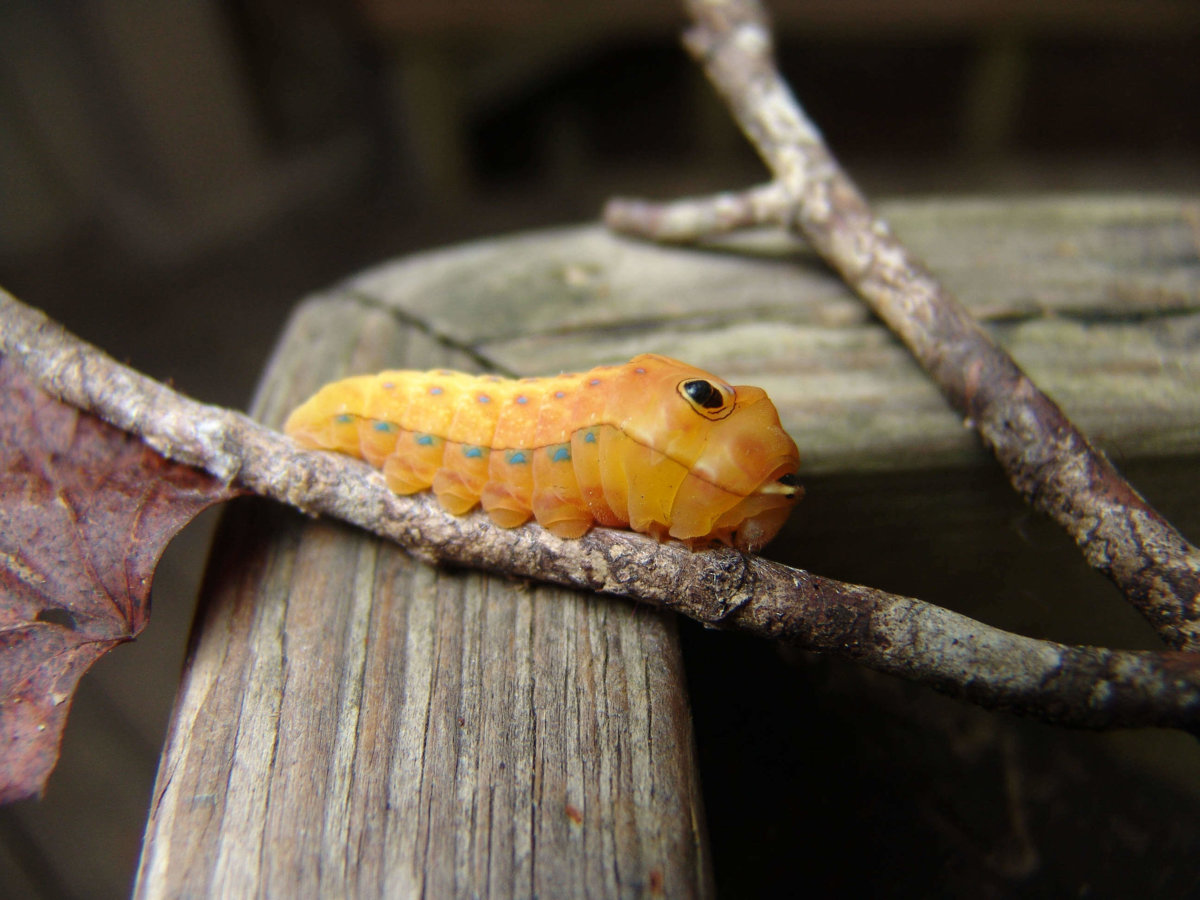 Caterpillars - Invertebrates - Animal Encyclopedia