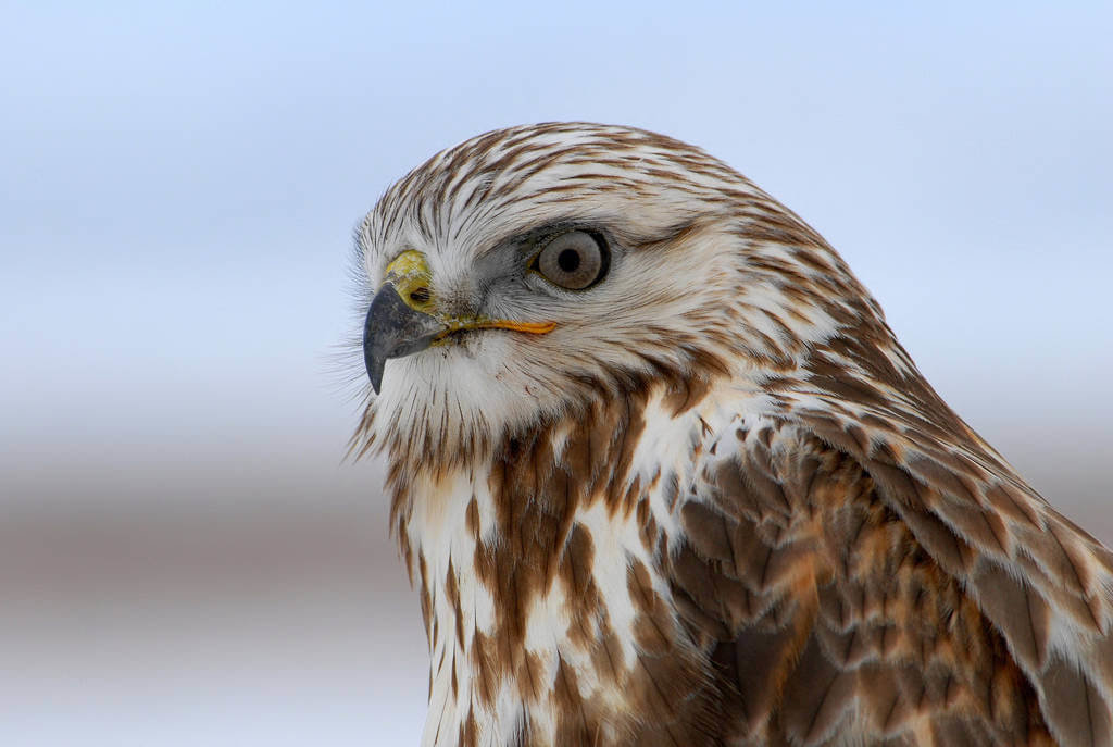 Hawks - Birds - Animal Encyclopedia