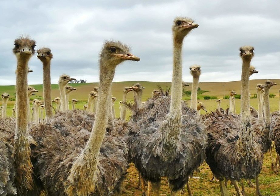 Ostriches - Birds - Animal Encyclopedia