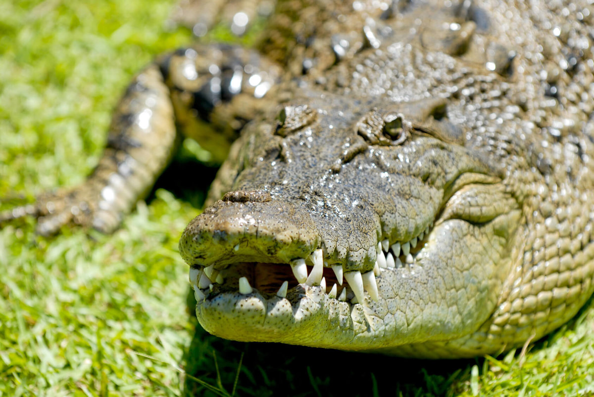 Are Alligators Amphibians or Reptiles?