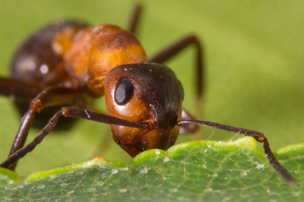 Ants - Invertebrates - Animal Encyclopedia