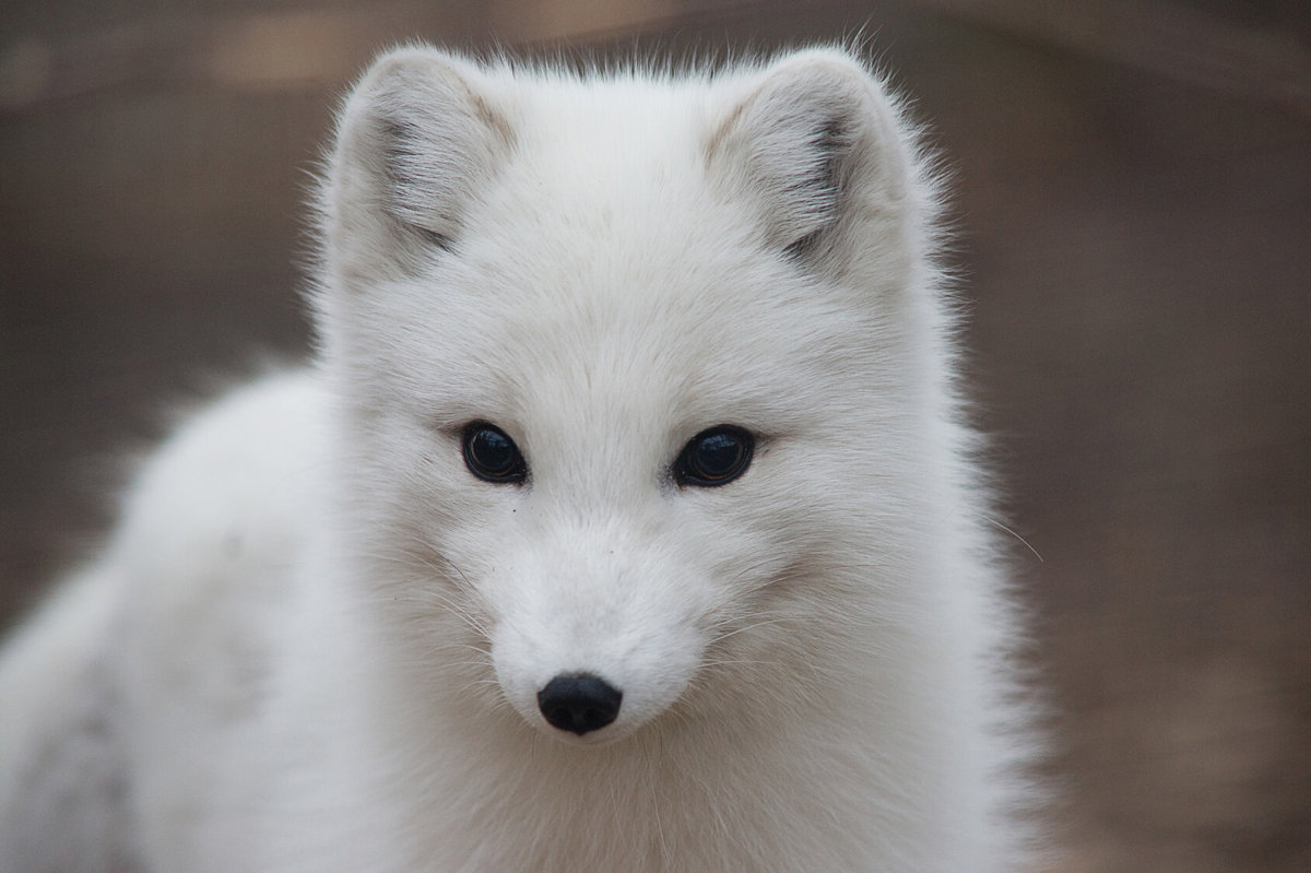 Arctic Foxes - Mammals - Animal Encyclopedia