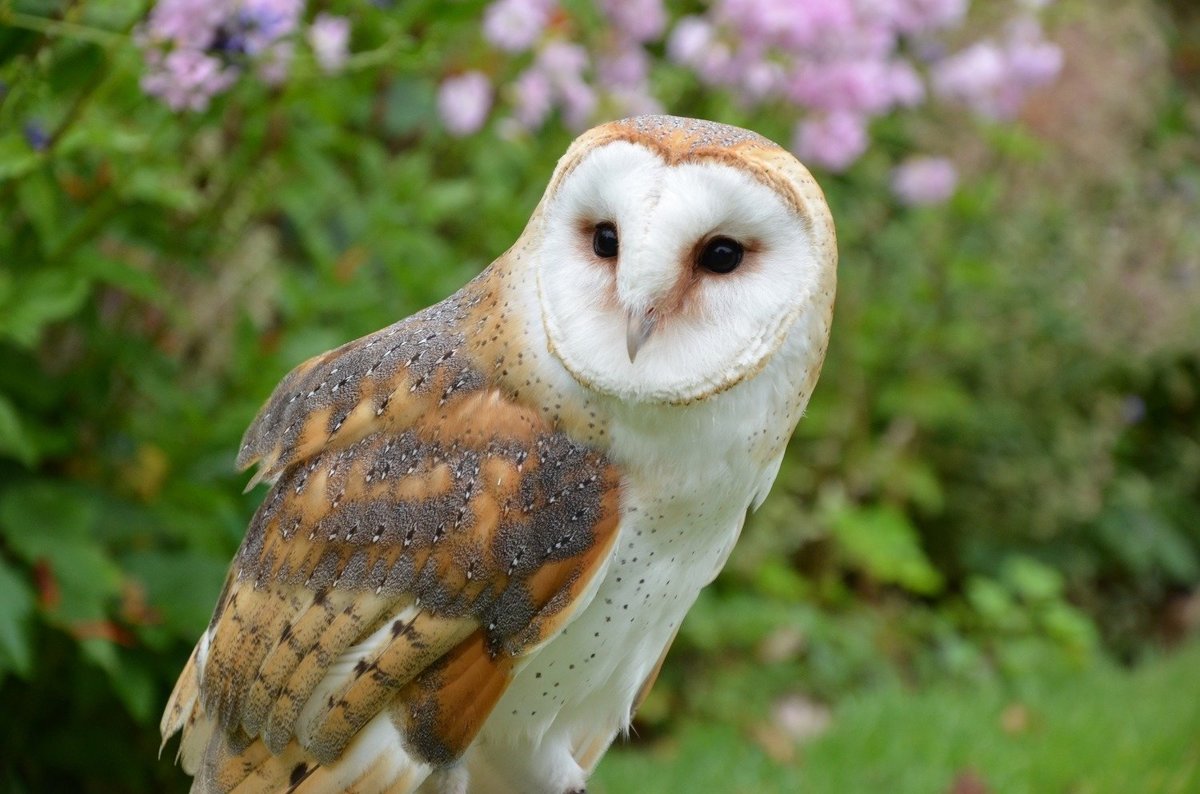 Barn Owls - Birds - Animal Encyclopedia