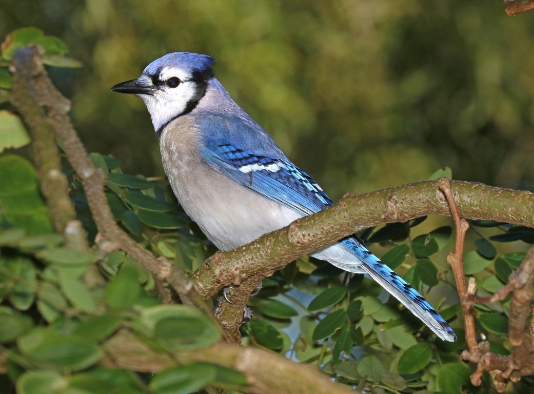 Blue Jay with Crazy Hair - wide 9