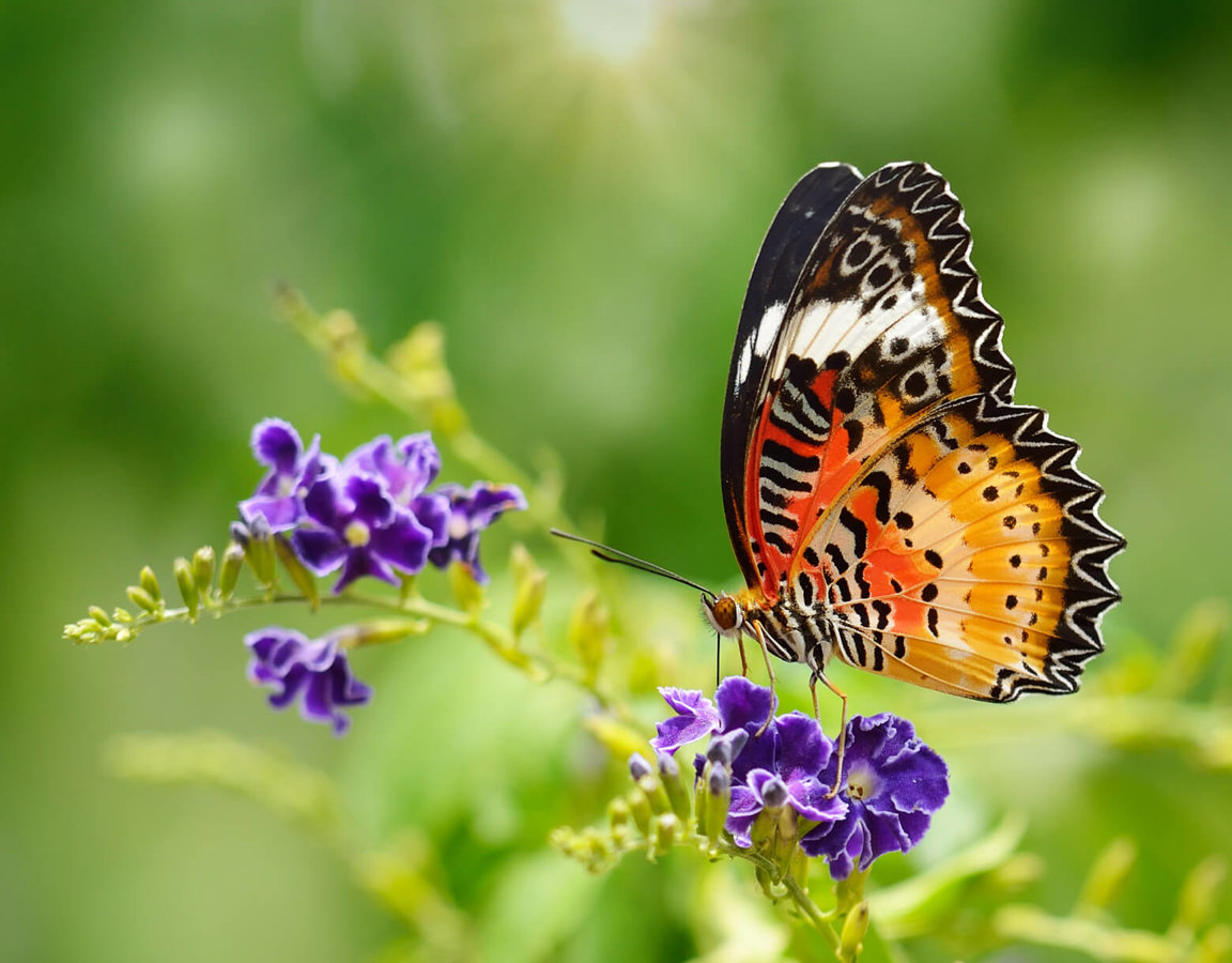 Butterflies - Invertebrates - Animal Encyclopedia