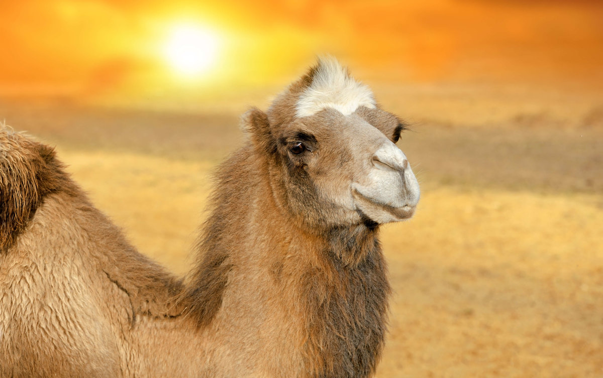 Camels - Mammals - Animal Encyclopedia