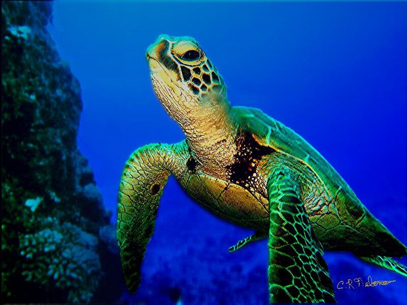 Green Sea Turtles - Reptiles/Amphibians - Animal Encyclopedia