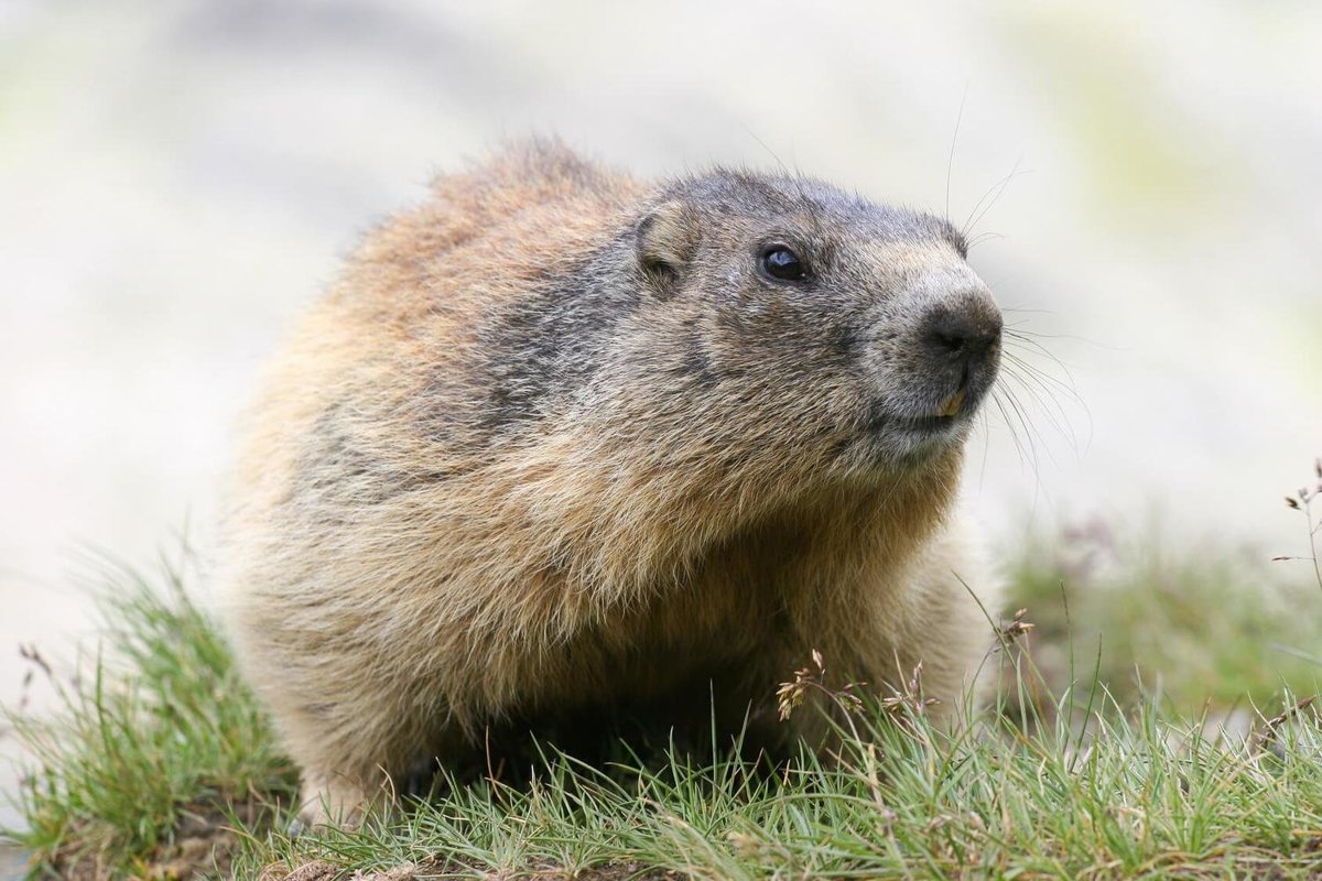 Groundhogs - Mammals - Animal Encyclopedia