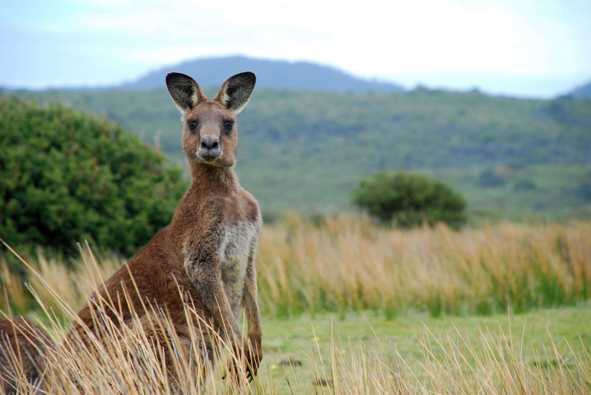 Kangaroos - Mammals - Animal Encyclopedia