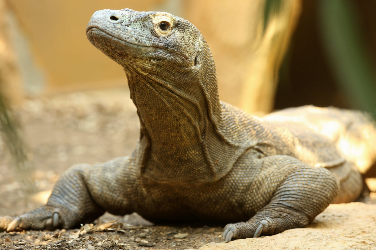 Komodo Dragons - Reptiles/Amphibians - Animal Encyclopedia