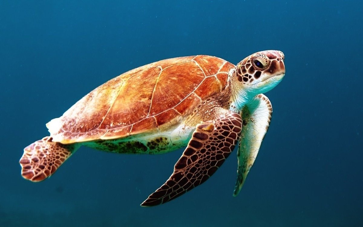 are loggerhead sea turtles mammals