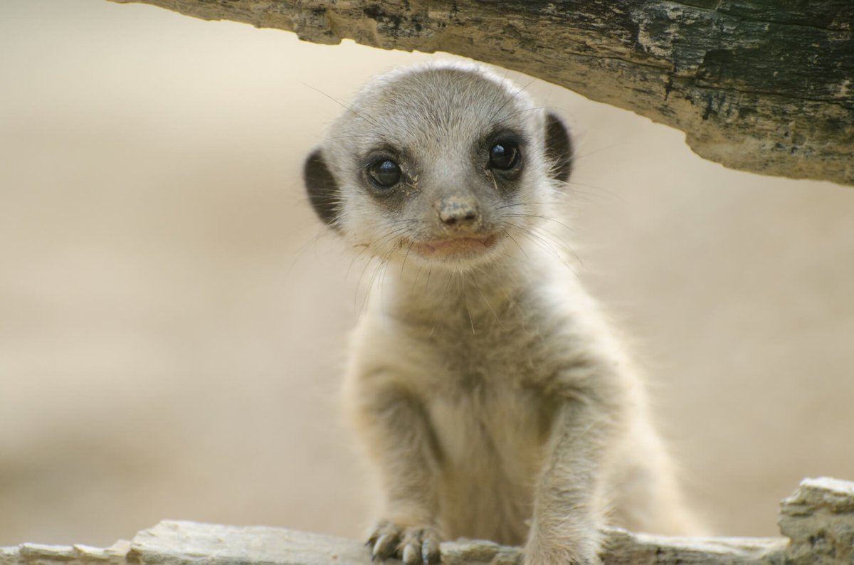Meerkats - Mammals - Animal Encyclopedia
