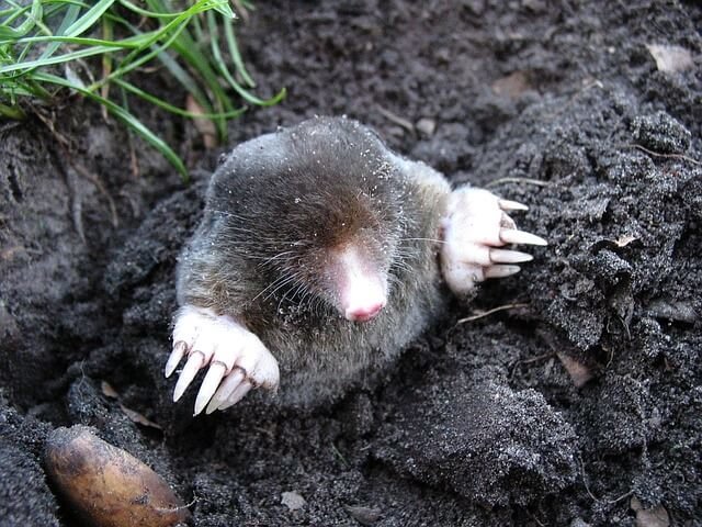 Moles - Mammals - Animal Encyclopedia