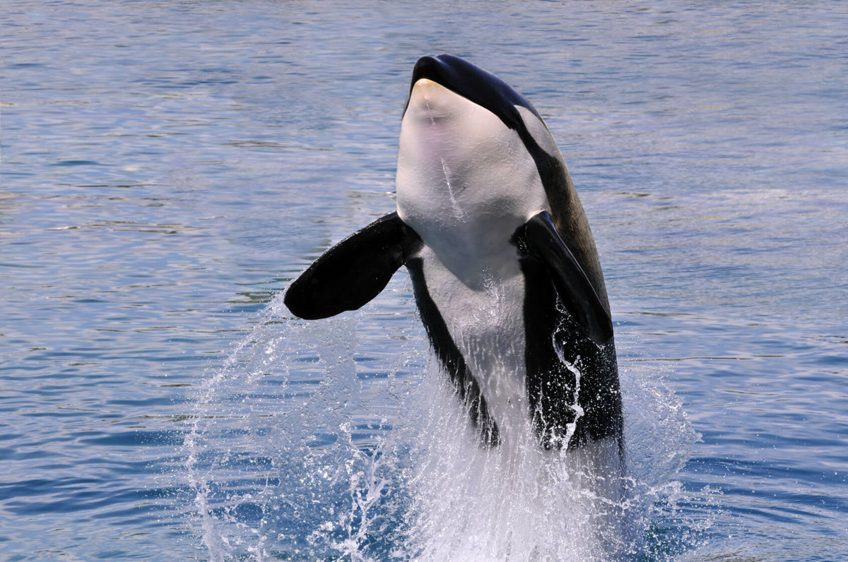 Orcas - Mammals - Animal Encyclopedia