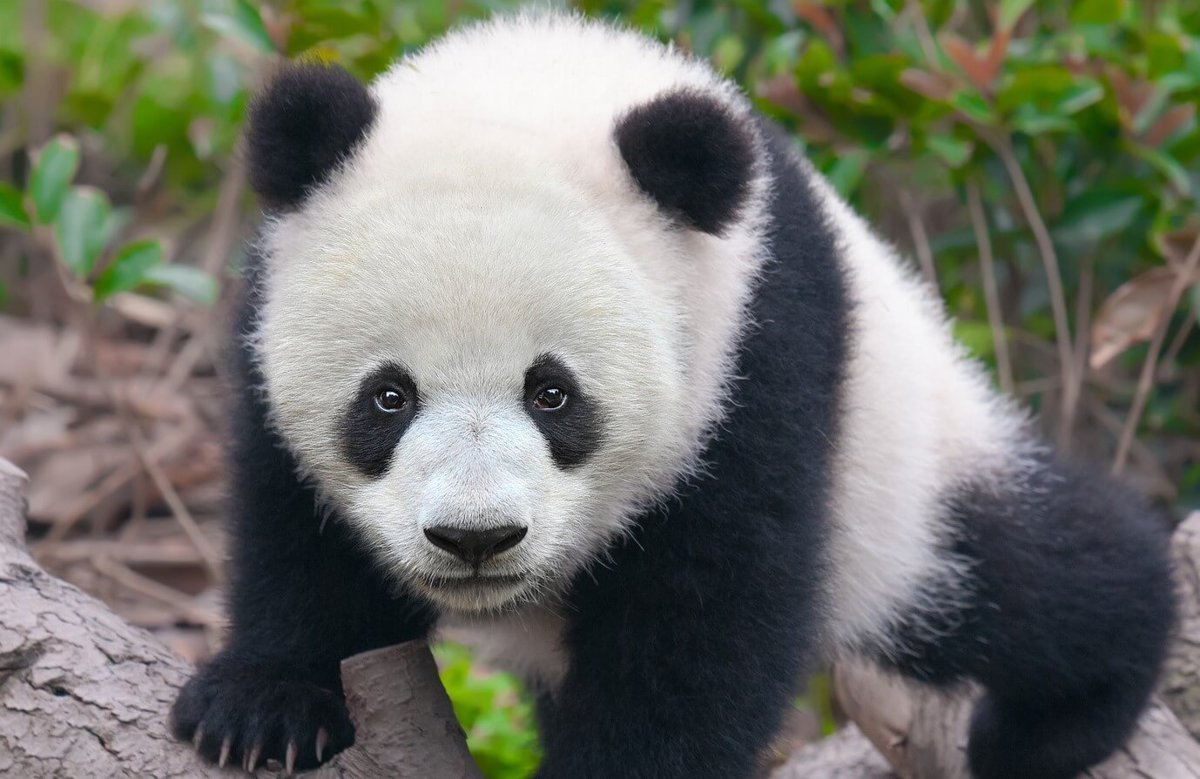Pandas - Mammals - Animal Encyclopedia