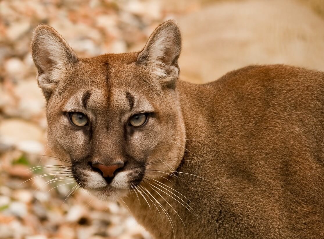 Panthers - Mammals - Animal Encyclopedia