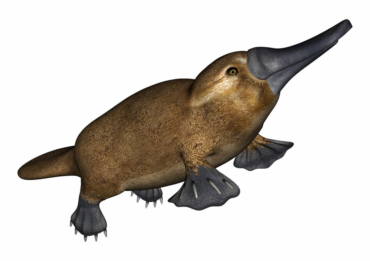 Platypuses - Mammals - Animal Encyclopedia