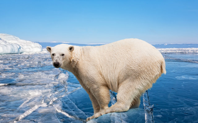 Polar Bears In Danger - Earth Issues - Animal Encyclopedia