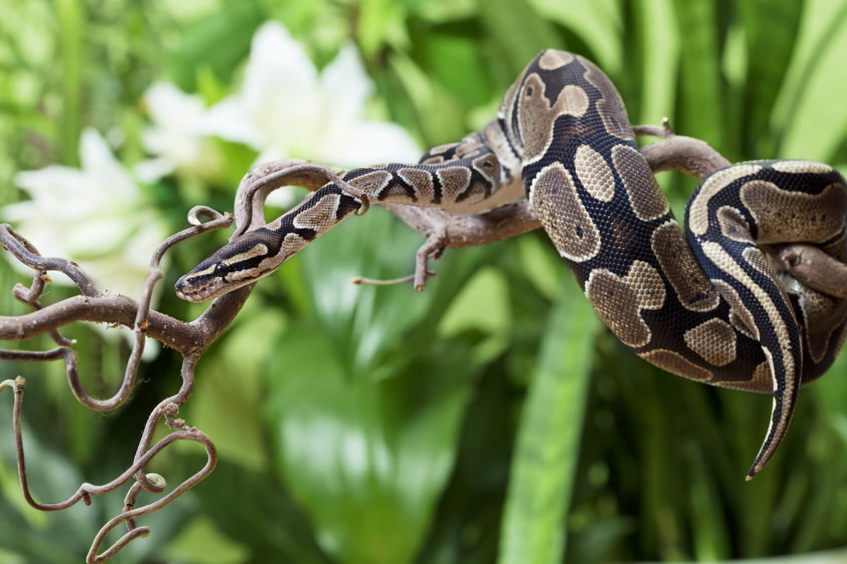 Pythons - Reptiles/Amphibians - Animal Encyclopedia