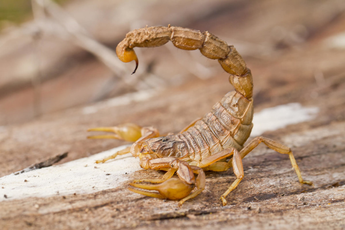 Scorpions - Invertebrates - Animal Encyclopedia