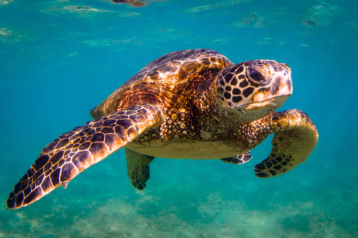 Sea Turtles Endangered - Earth Issues - Animal Encyclopedia