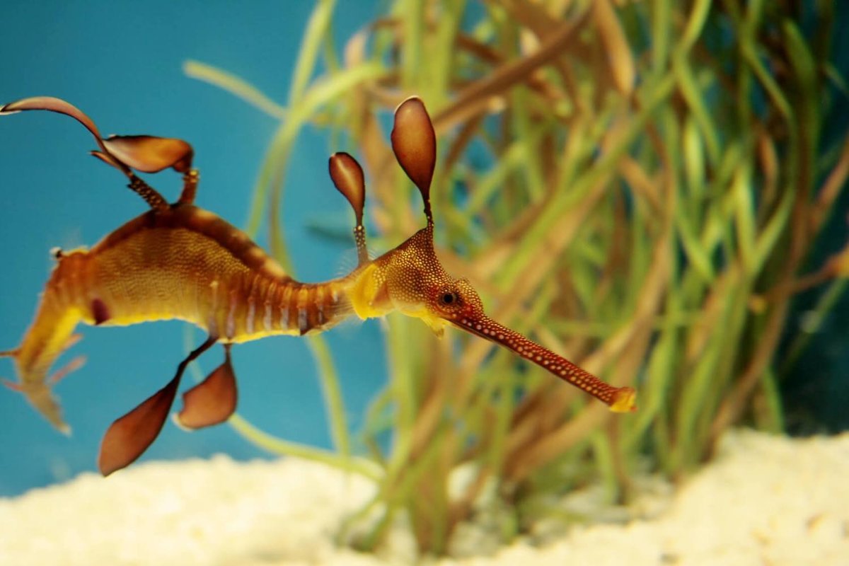Seadragons - Fish - Animal Encyclopedia