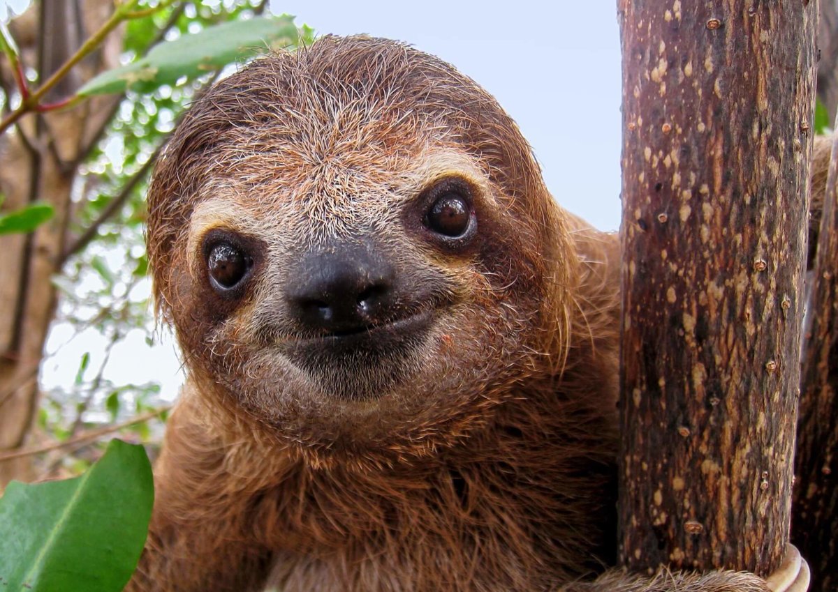 Sloths - Mammals - Animal Encyclopedia