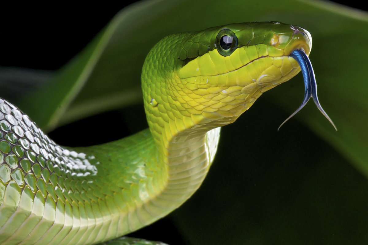 Snakes - Reptiles/Amphibians - Animal Encyclopedia