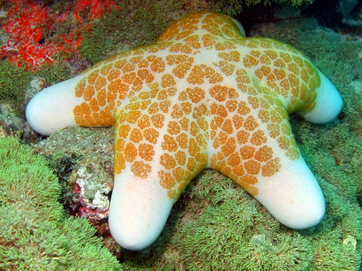 Starfish - Invertebrates - Animal Encyclopedia