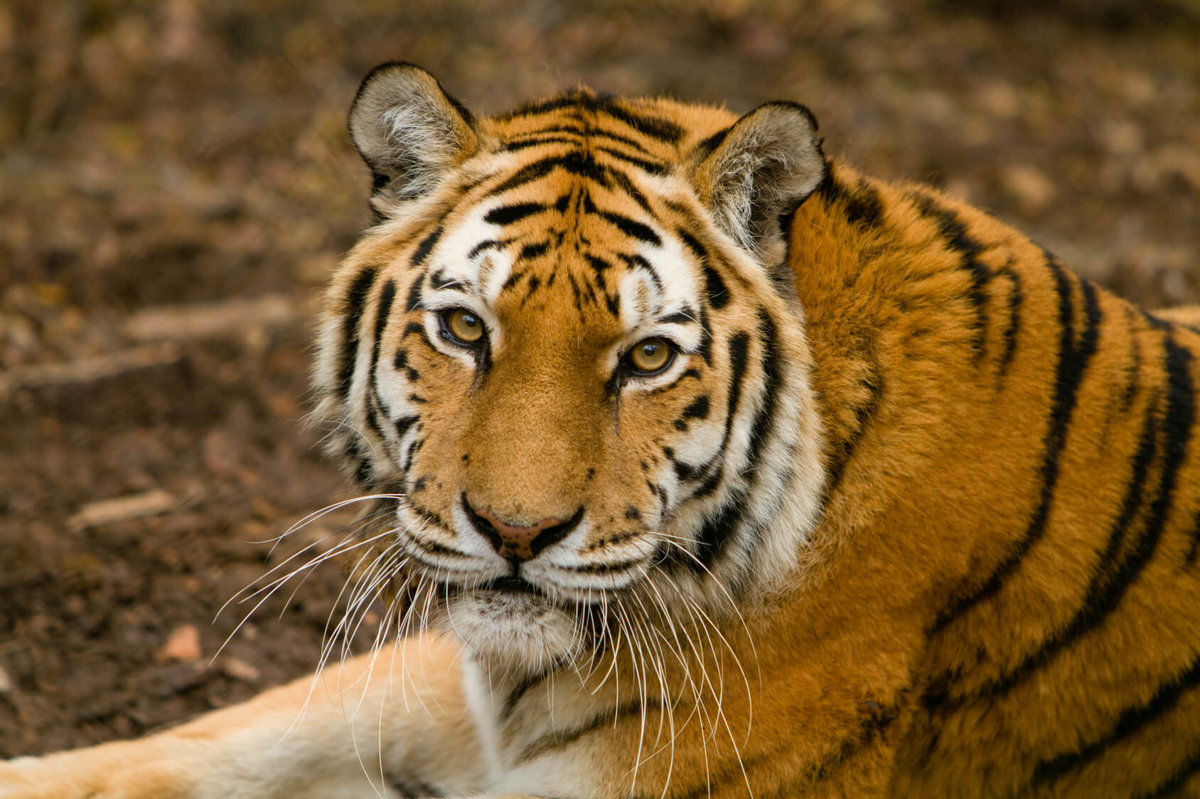 Tigers - Mammals - Animal Encyclopedia