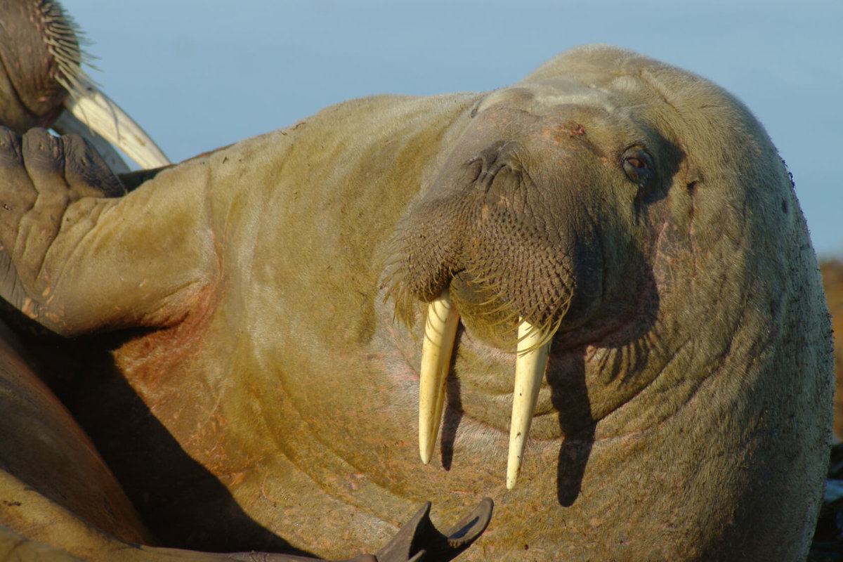 Walruses - Mammals - Animal Encyclopedia