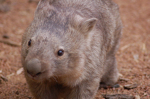 Wombats - Mammals - Animal Encyclopedia