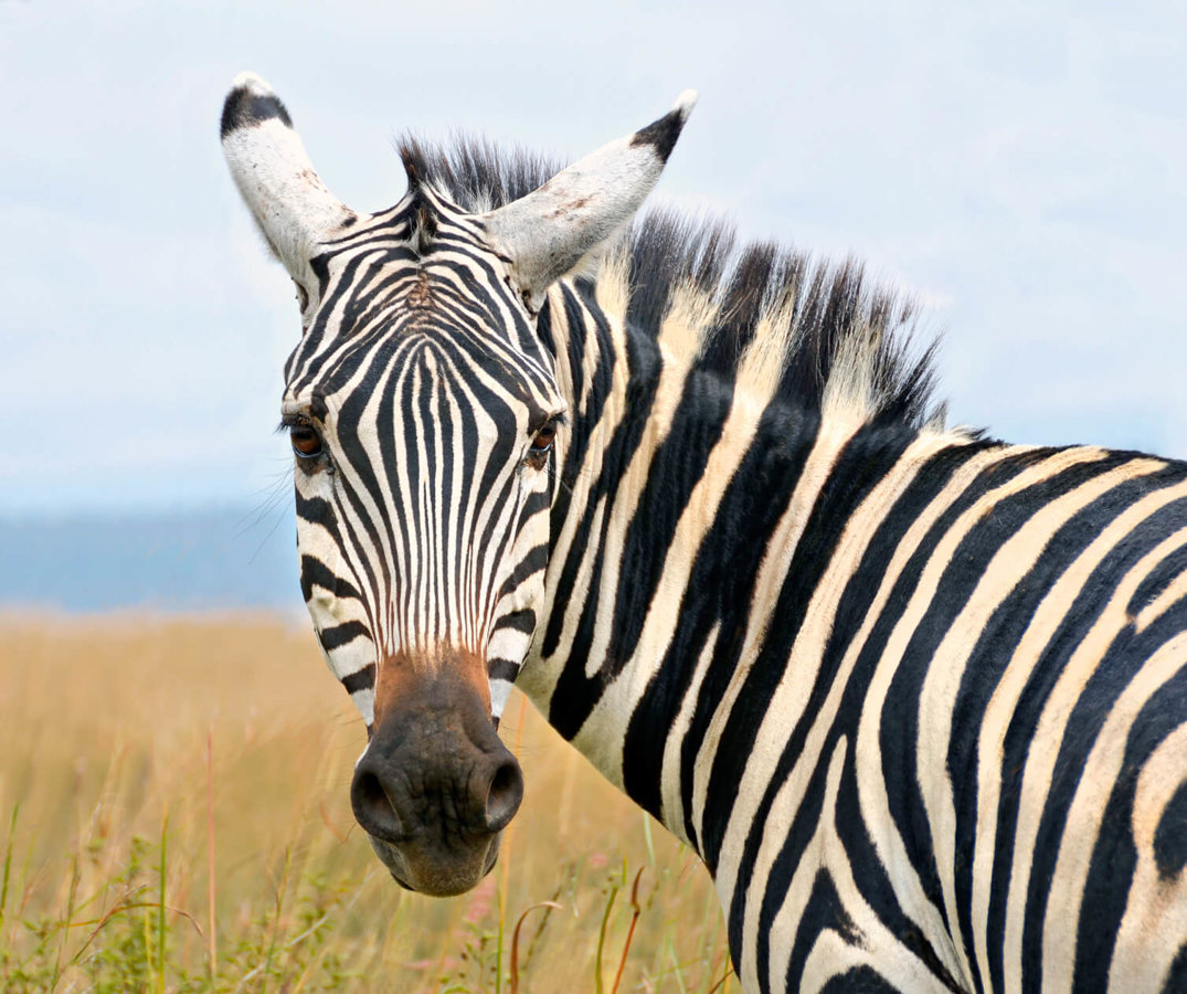 Zebras - Mammals - Animal Encyclopedia