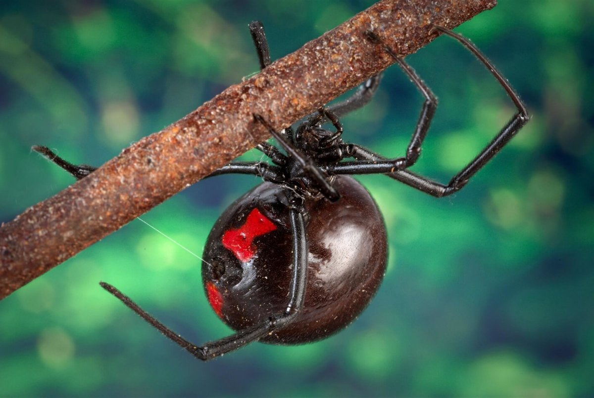 Spiders - Invertebrates - Animal Encyclopedia