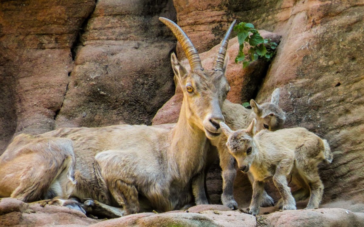 Mountain Goats - Mammals - Animal Encyclopedia