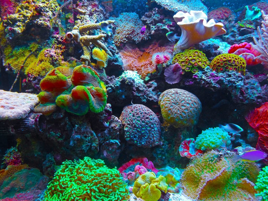 Coral Reefs - Earth Issues - Animal Encyclopedia