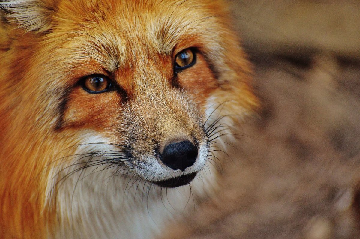 Foxes - Mammals - Animal Encyclopedia