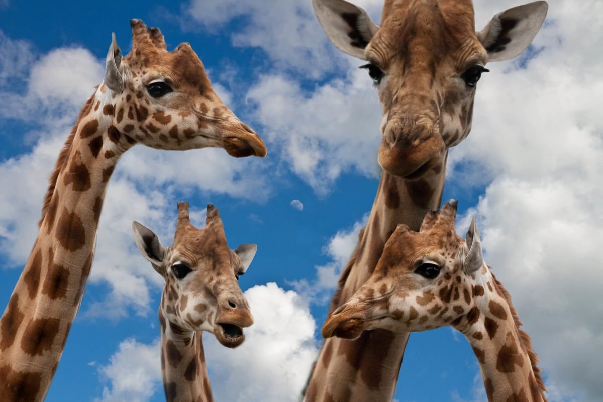 Giraffes - Mammals - Animal Encyclopedia