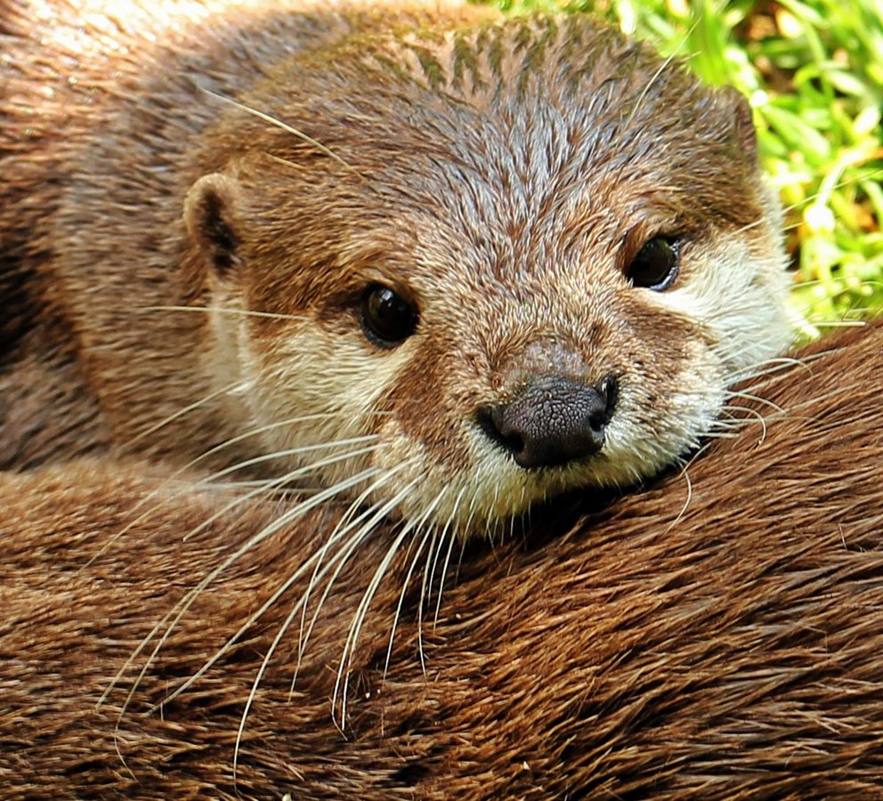Otters - Mammals - Animal Encyclopedia