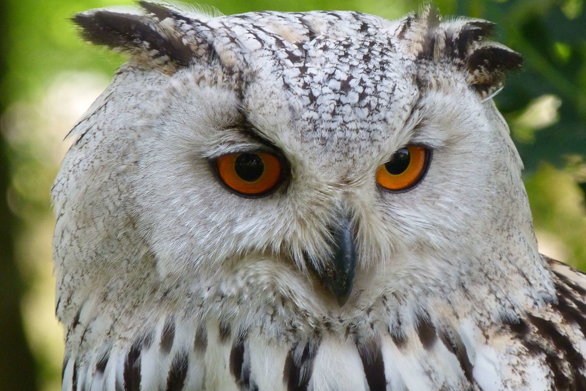 Owls - Birds - Animal Encyclopedia