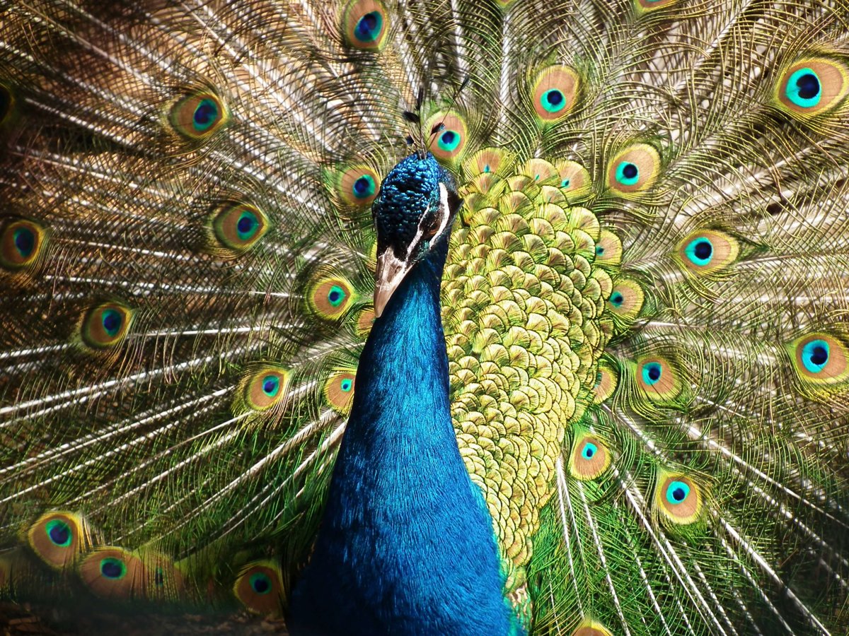 Peacocks - Birds - Animal Encyclopedia