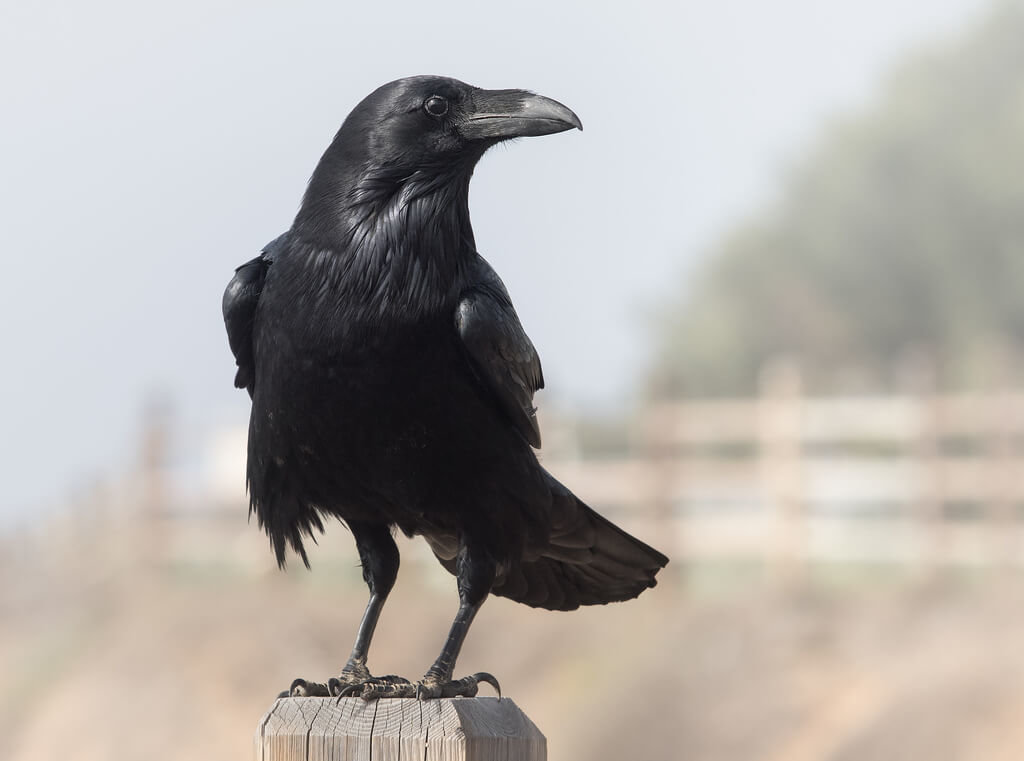 Ravens - Birds - Animal Encyclopedia