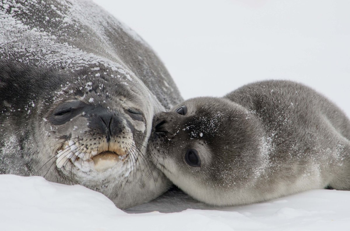 Seals - Mammals - Animal Encyclopedia