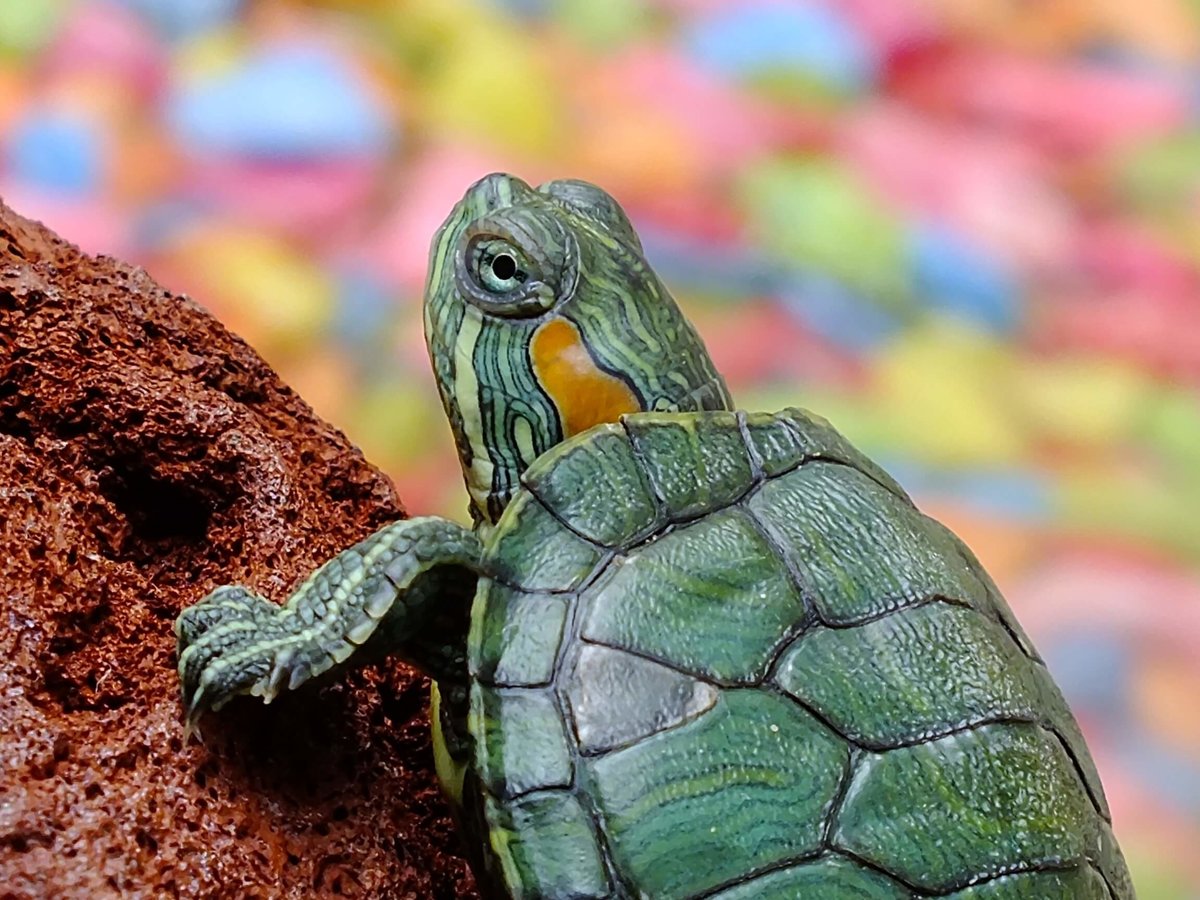 Turtles & Tortoises - Reptiles/Amphibians - Animal Encyclopedia